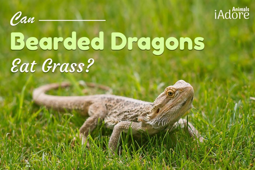 Can Bearded Dragons Eat Grass? 3 Risks Full Guide iAdoreAnimals