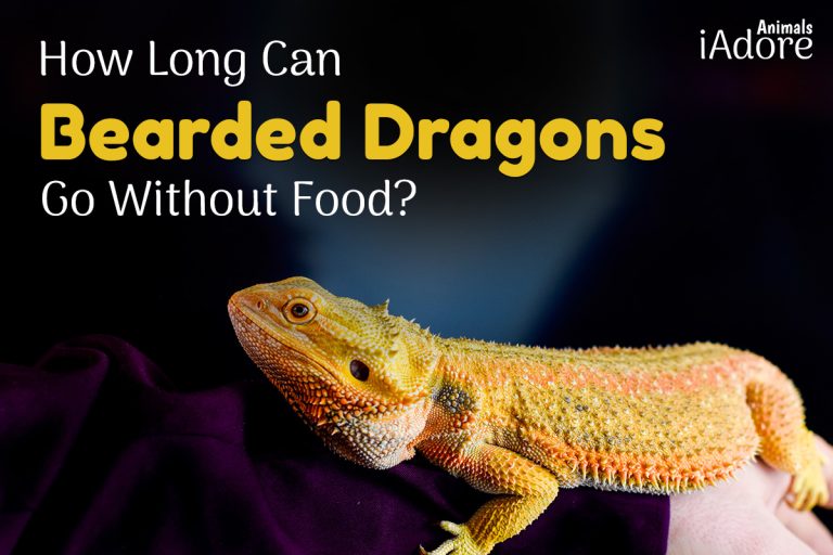 How Long Can Bearded Dragons Go Without Food? Full Guide iAdoreAnimals