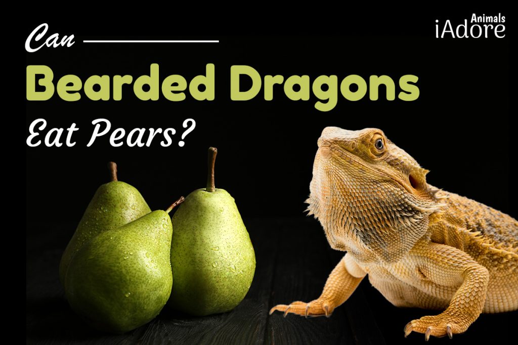 Can Bearded Dragons Eat Bananas? 3 Ways To Feed Them iAdoreAnimals