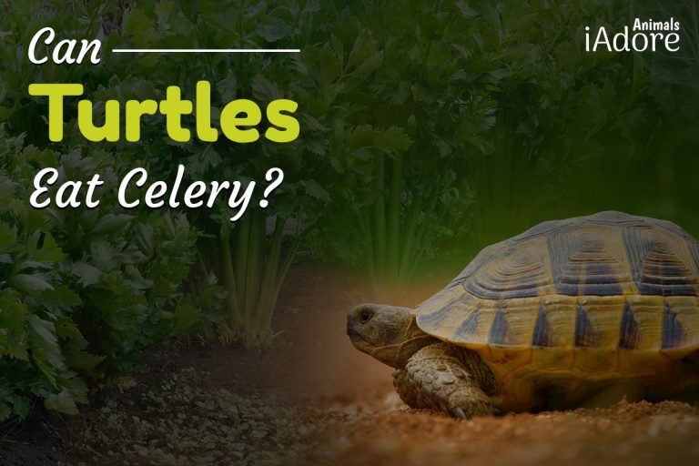 Can Turtles Eat Celery? 5 Benefits Full Guide iAdoreAnimals