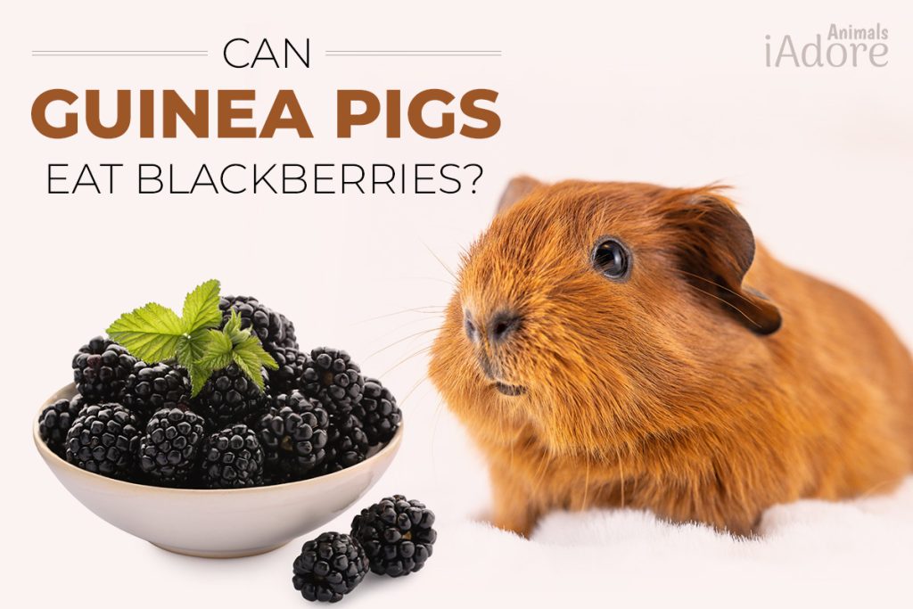 Can Guinea Pigs Eat Blackberries? 5 Benefits Full Guide iAdoreAnimals