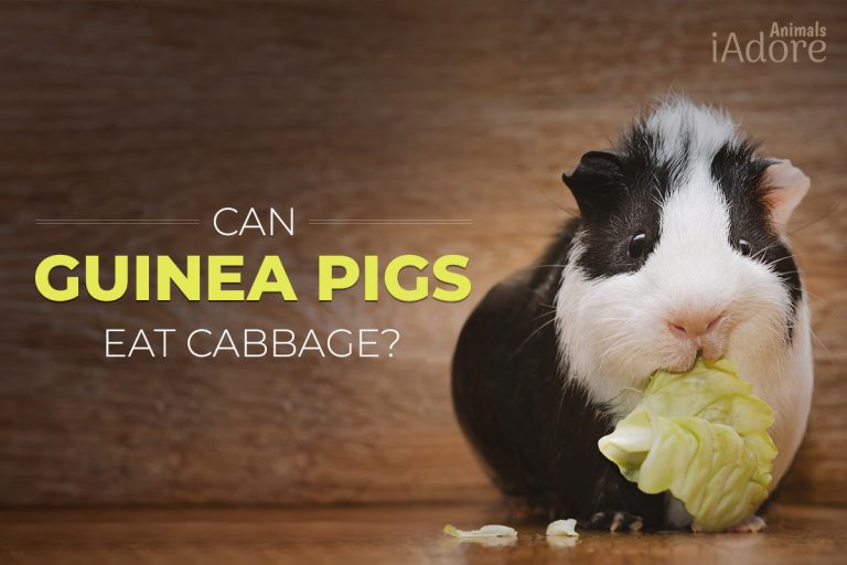 Can Guinea Pigs Eat Cabbage? 3 Benefits Full Guide iAdoreAnimals